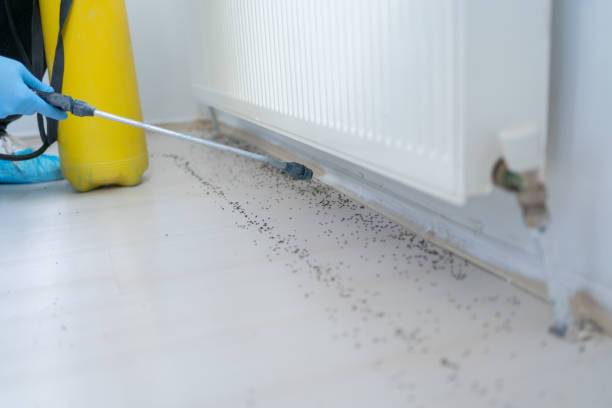Best Rat Extermination Near Me  in Berkeley, MO